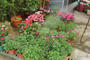 這5種花別養家裡，典型的「花旺人不旺」，很多人還傻傻的不知道