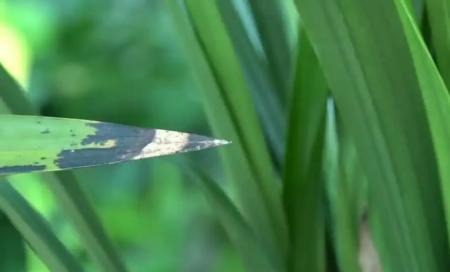 蘭花葉片有黑斑怎麼處理?蘭花葉片長黑斑的原因和解決辦法