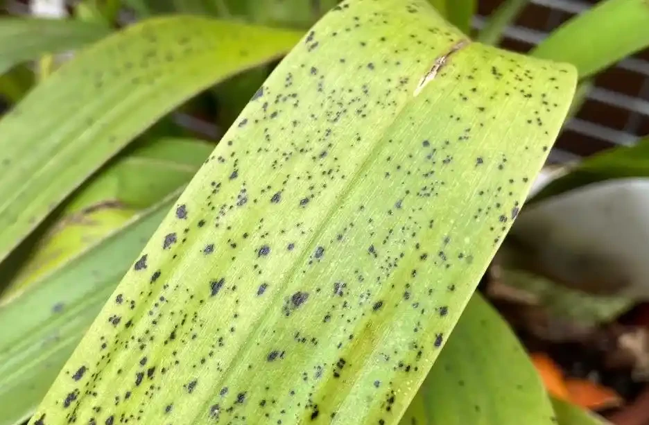蘭花葉片有黑斑怎麼處理?蘭花葉片長黑斑的原因和解決辦法