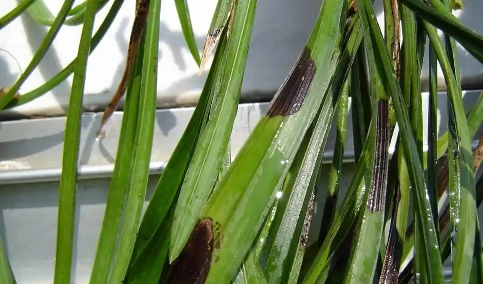 蘭花葉片有黑斑怎麼處理?蘭花葉片長黑斑的原因和解決辦法