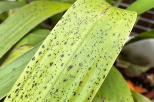 蘭花葉片有黑斑怎麼處理？蘭花葉片長黑斑的原因和解決辦法