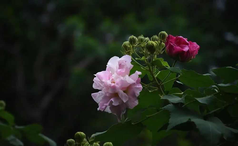 古詩五首,看看五種開在寒露時節的清新美花