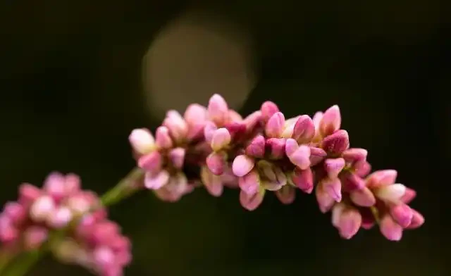 古詩五首,看看五種開在寒露時節的清新美花