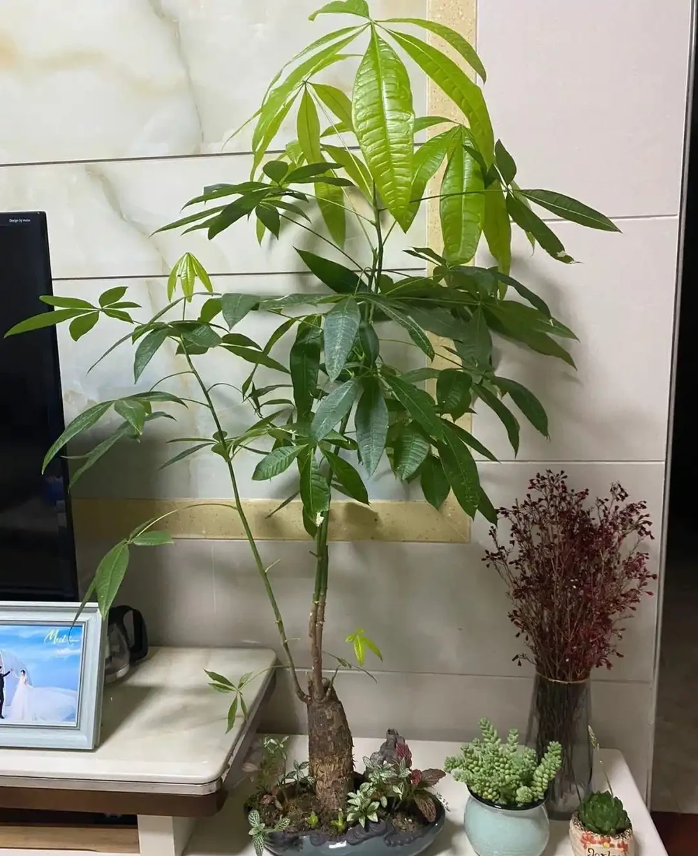 發財樹要怎麼養?要放在哪?做到「2點」,葉子更旺盛,財氣十足