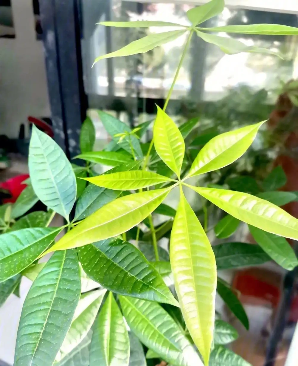 發財樹要怎麼養?要放在哪?做到「2點」,葉子更旺盛,財氣十足