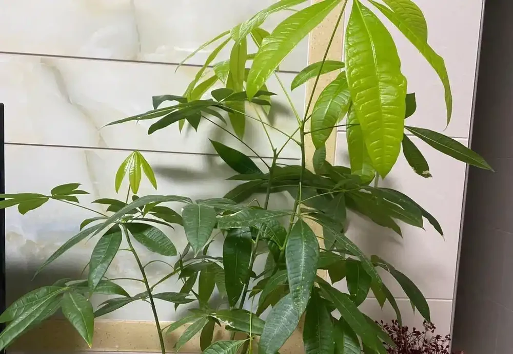 發財樹要怎麼養?要放在哪?做到「2點」,葉子更旺盛,財氣十足