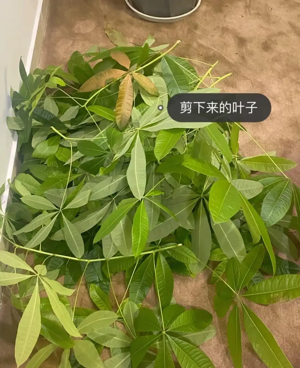 發財樹要怎麼養?要放在哪?做到「2點」,葉子更旺盛,財氣十足
