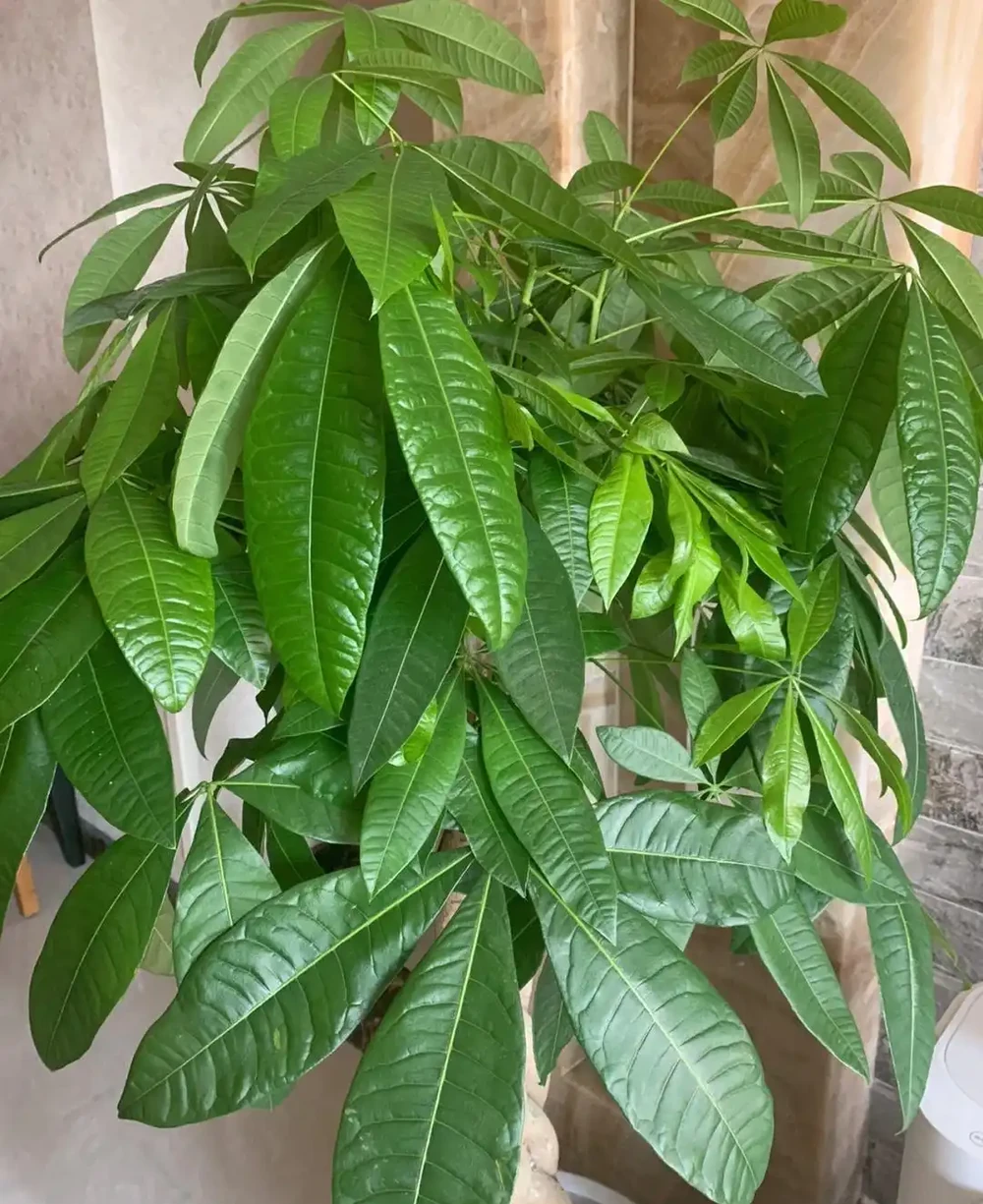 發財樹要怎麼養?要放在哪?做到「2點」,葉子更旺盛,財氣十足