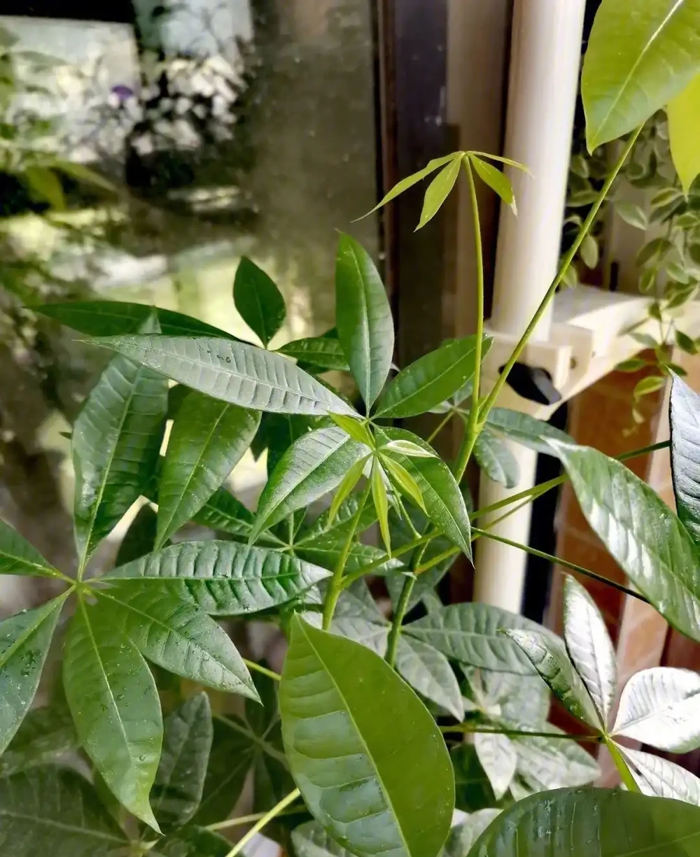 發財樹要怎麼養?要放在哪?做到「2點」,葉子更旺盛,財氣十足