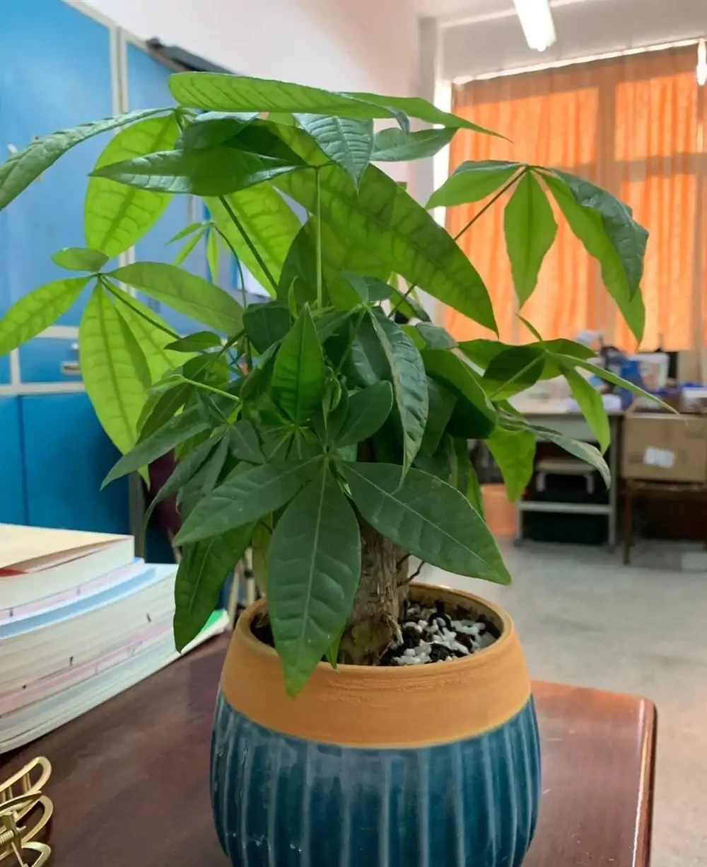 發財樹要怎麼養?要放在哪?做到「2點」,葉子更旺盛,財氣十足