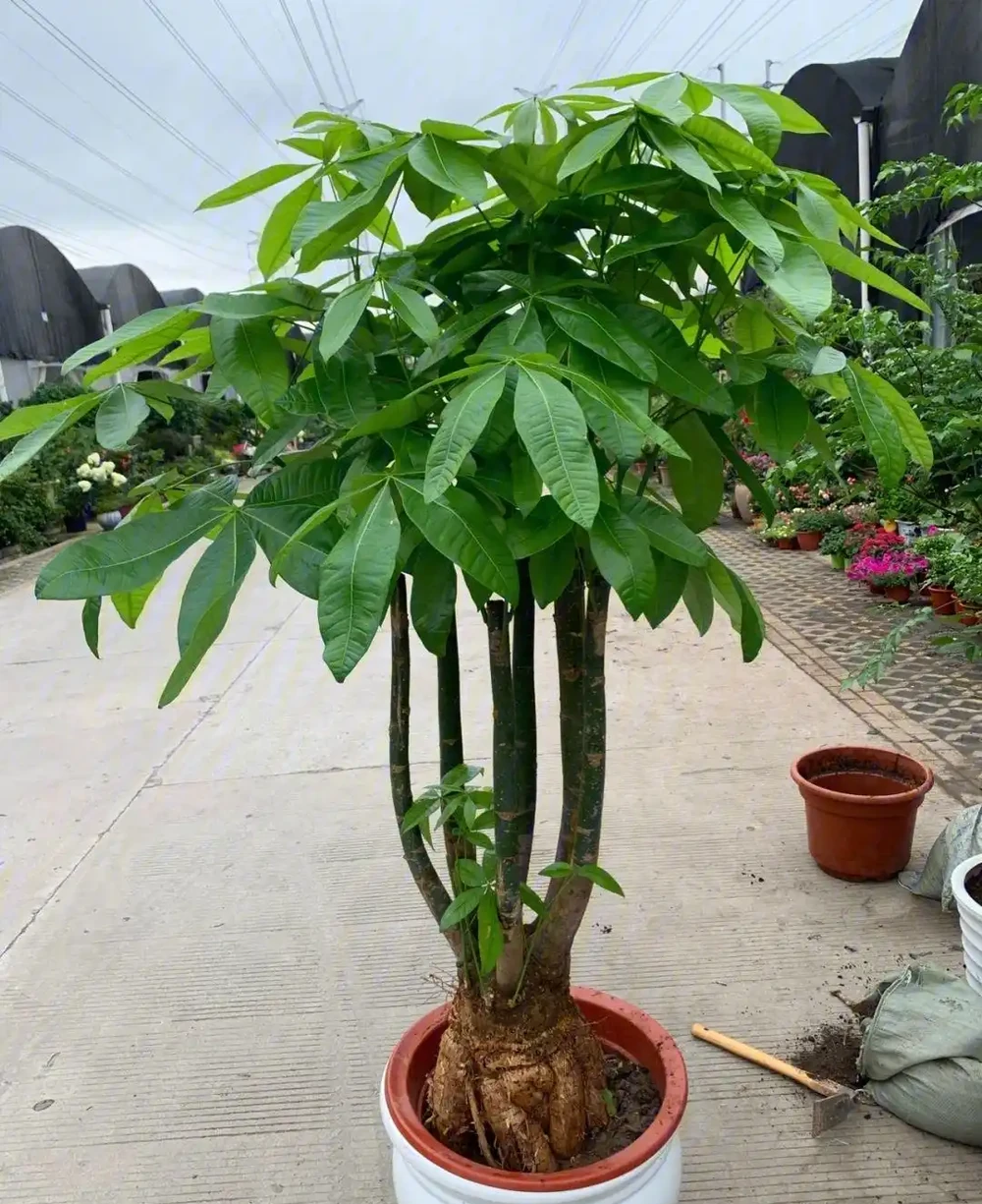 發財樹要怎麼養?要放在哪?做到「2點」,葉子更旺盛,財氣十足
