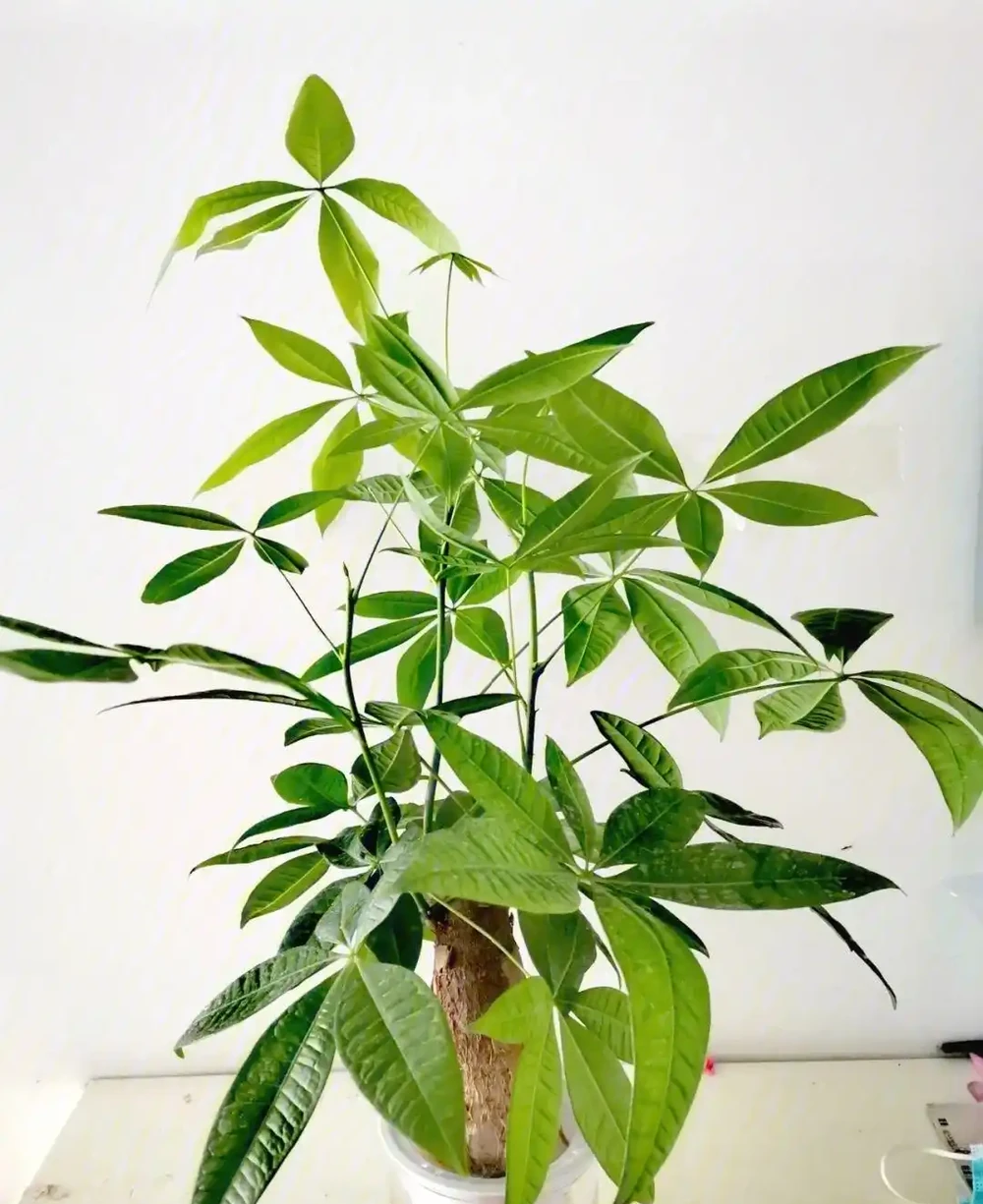 發財樹要怎麼養?要放在哪?做到「2點」,葉子更旺盛,財氣十足