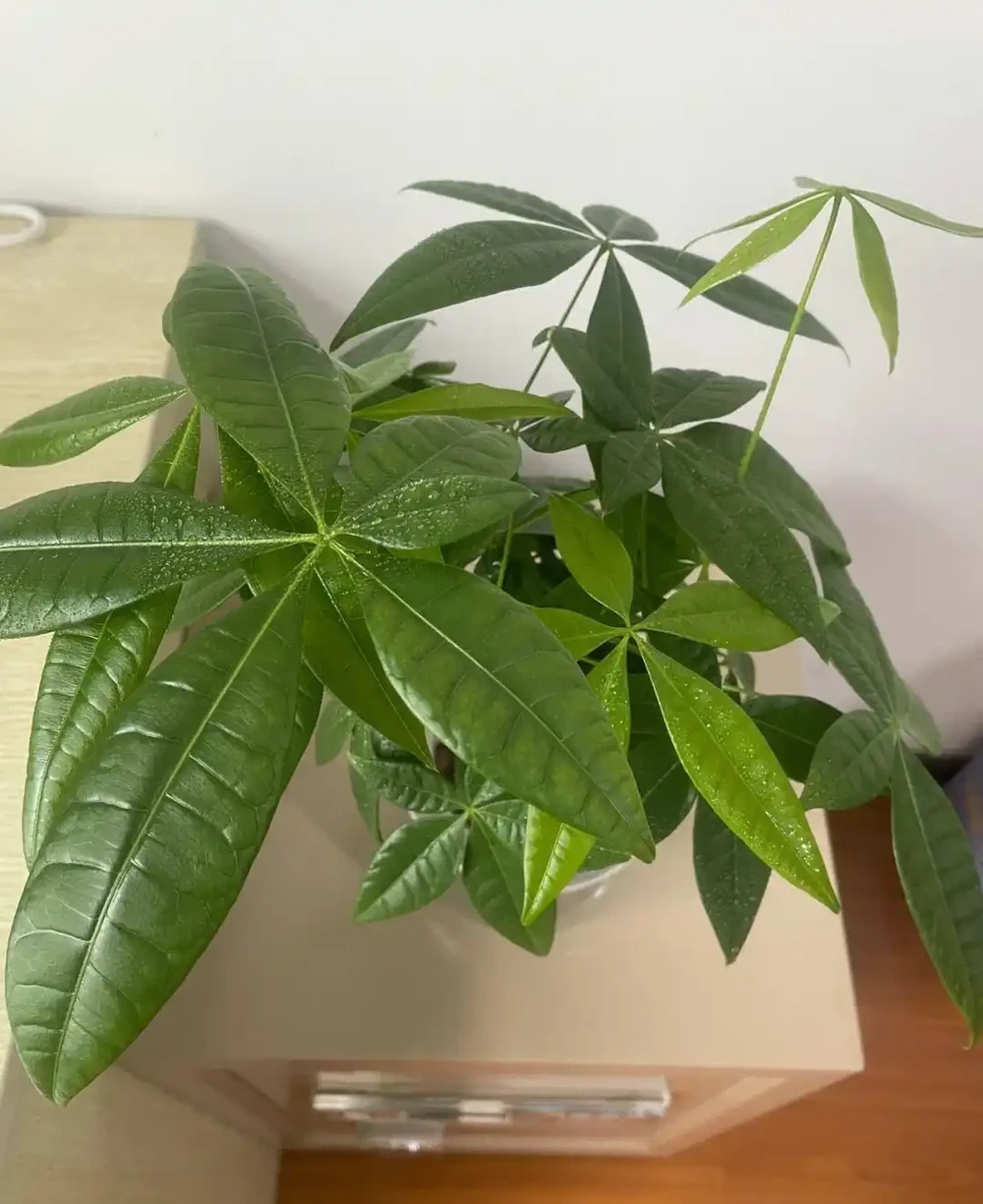 發財樹要怎麼養?要放在哪?做到「2點」,葉子更旺盛,財氣十足