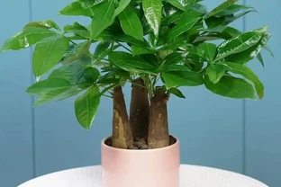 發財樹要怎麼養？要放在哪？做到「2點」，葉子更旺盛，財氣十足