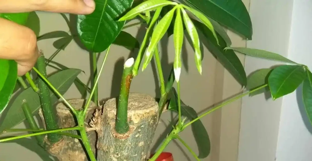 養發財樹,只要做到「一點」,絕對越養越旺,年年枝葉油綠嫩葉多