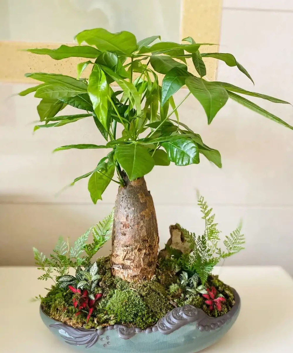 養發財樹,只要做到「一點」,絕對越養越旺,年年枝葉油綠嫩葉多