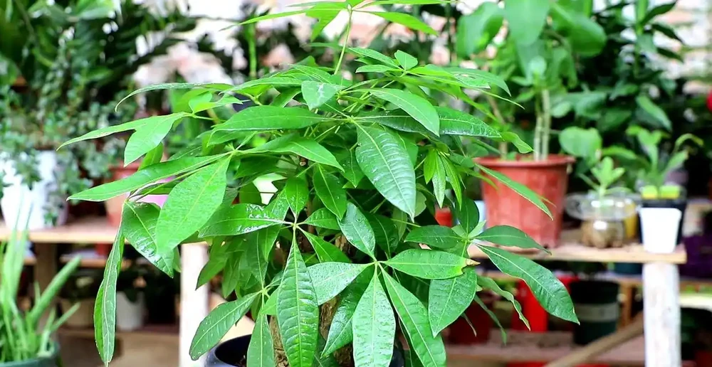 養發財樹,只要做到「一點」,絕對越養越旺,年年枝葉油綠嫩葉多
