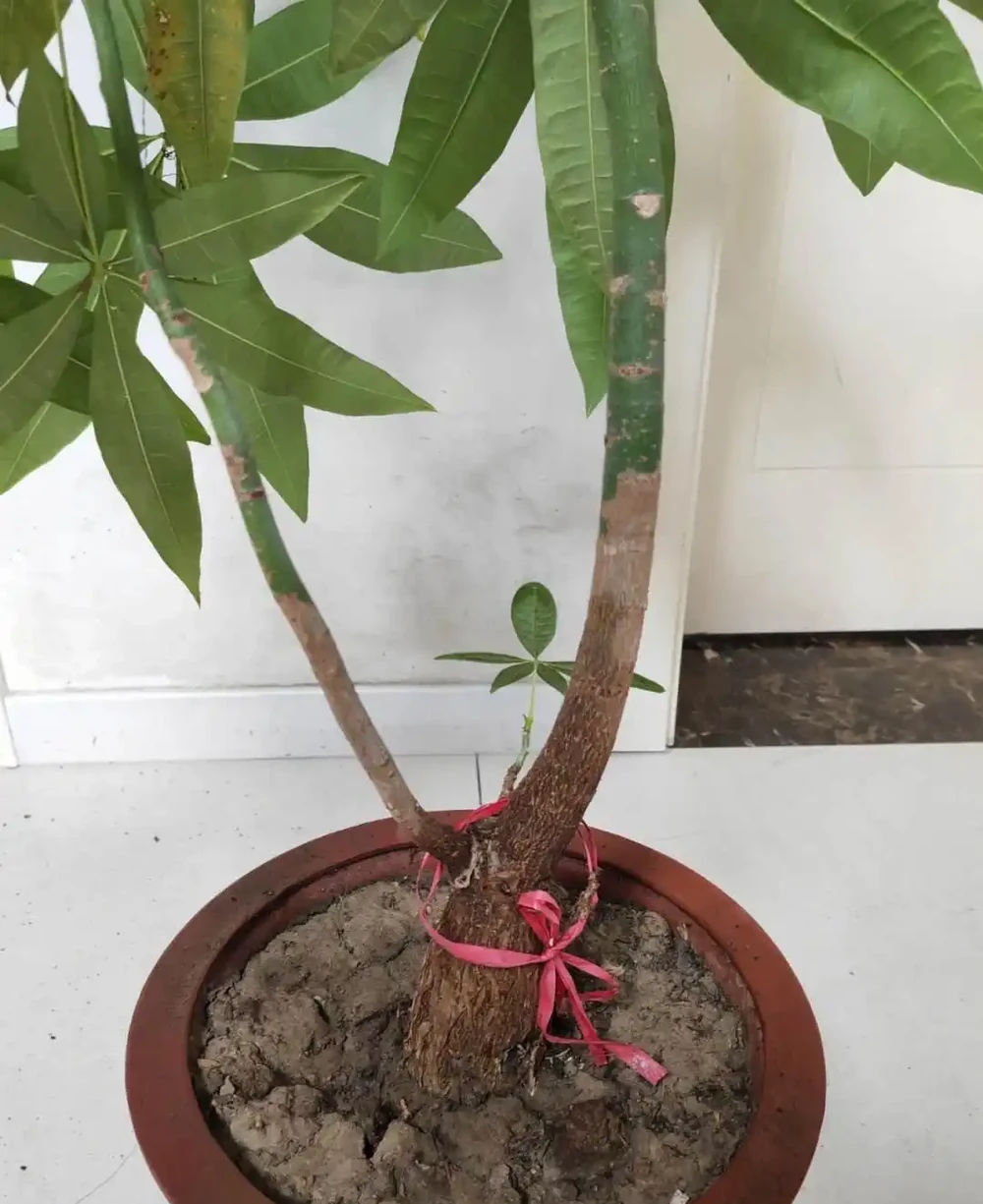 養發財樹,只要做到「一點」,絕對越養越旺,年年枝葉油綠嫩葉多