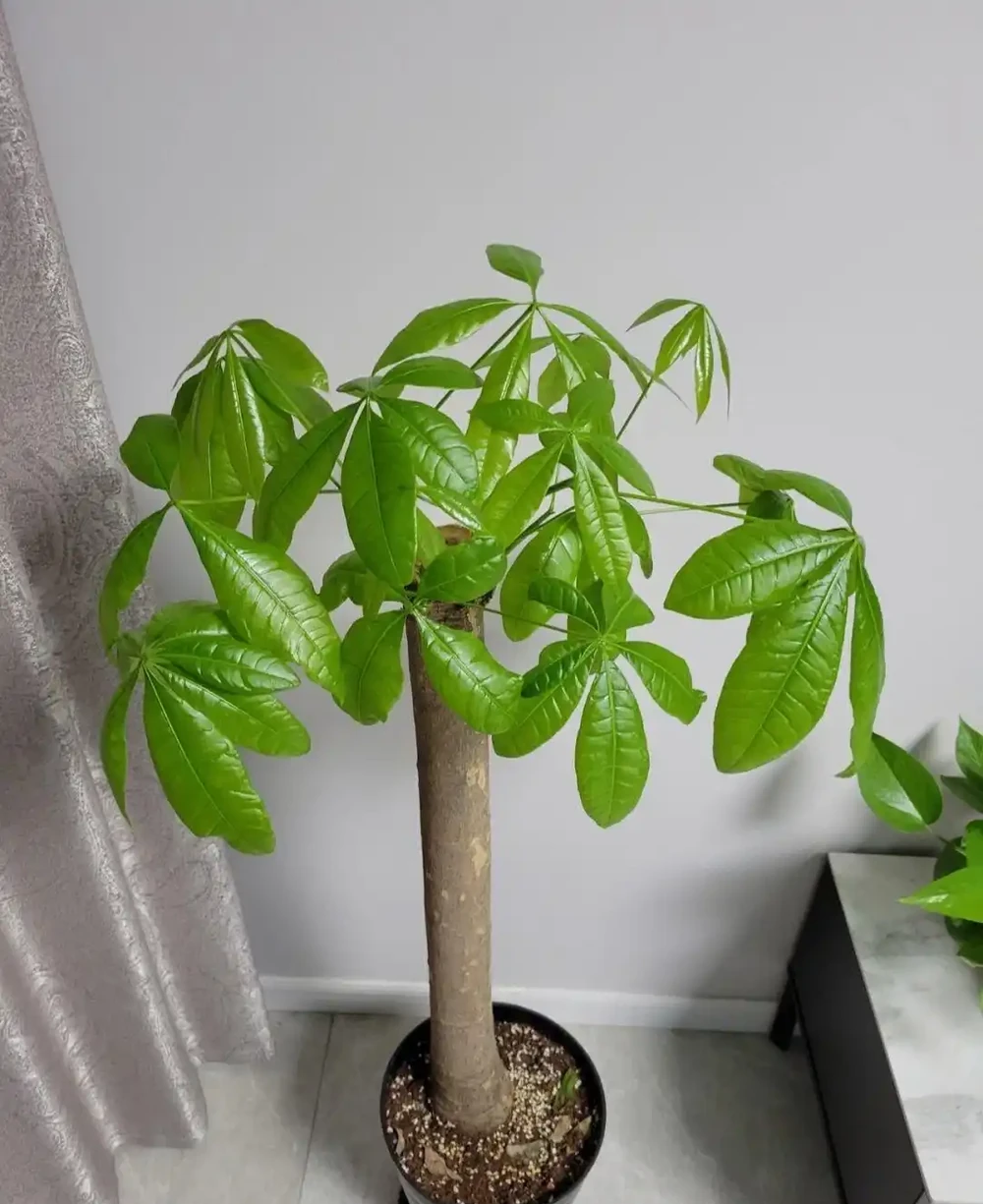養發財樹,只要做到「一點」,絕對越養越旺,年年枝葉油綠嫩葉多