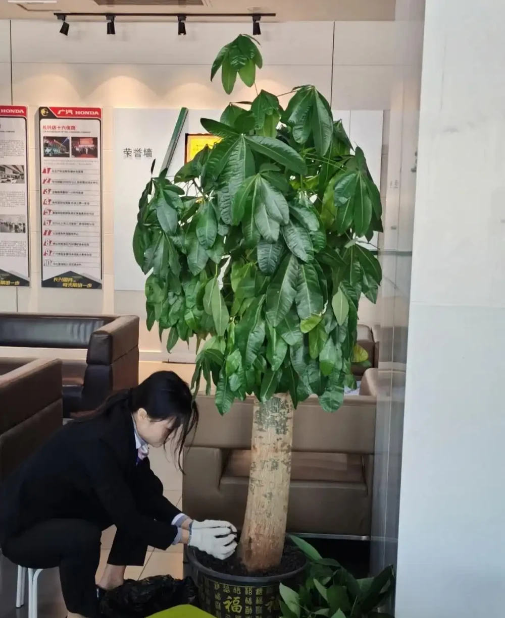 養發財樹,只要做到「一點」,絕對越養越旺,年年枝葉油綠嫩葉多