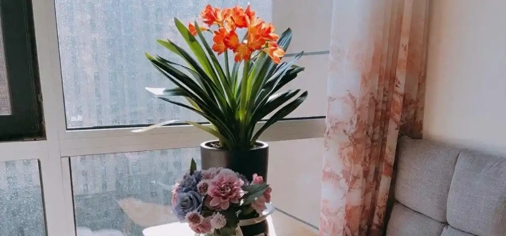 10種「健康花」，晚上造氧氣，吸收廢氣，臥室一放身體棒！