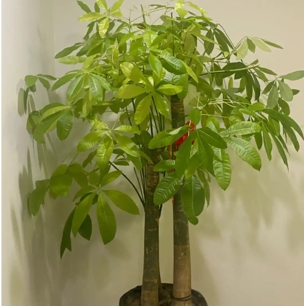 養發財樹,只要做到「一點」,絕對越養越旺,年年枝葉油綠嫩葉多