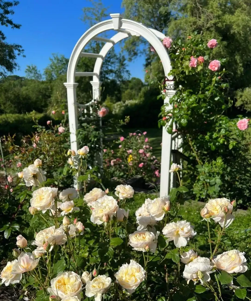 庭院裡養花,就養「8種」,耐寒耐熱,四季繁花似錦,美成一幅畫
