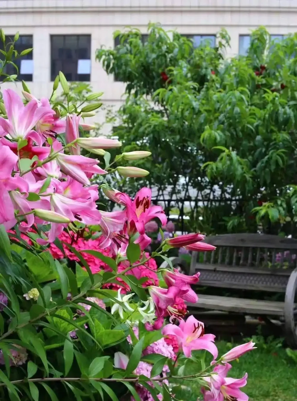庭院裡養花,就養「8種」,耐寒耐熱,四季繁花似錦,美成一幅畫
