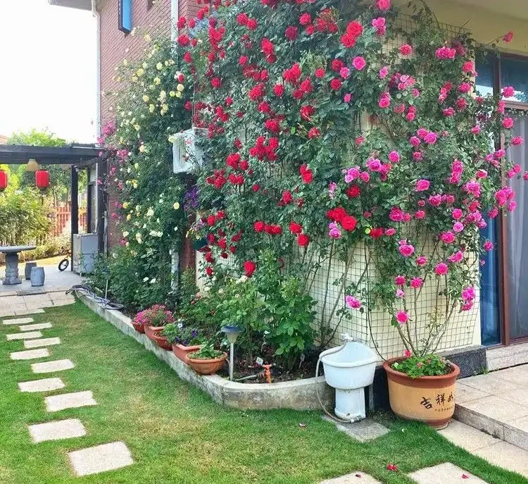 庭院裡養花,就養「8種」,耐寒耐熱,四季繁花似錦,美成一幅畫