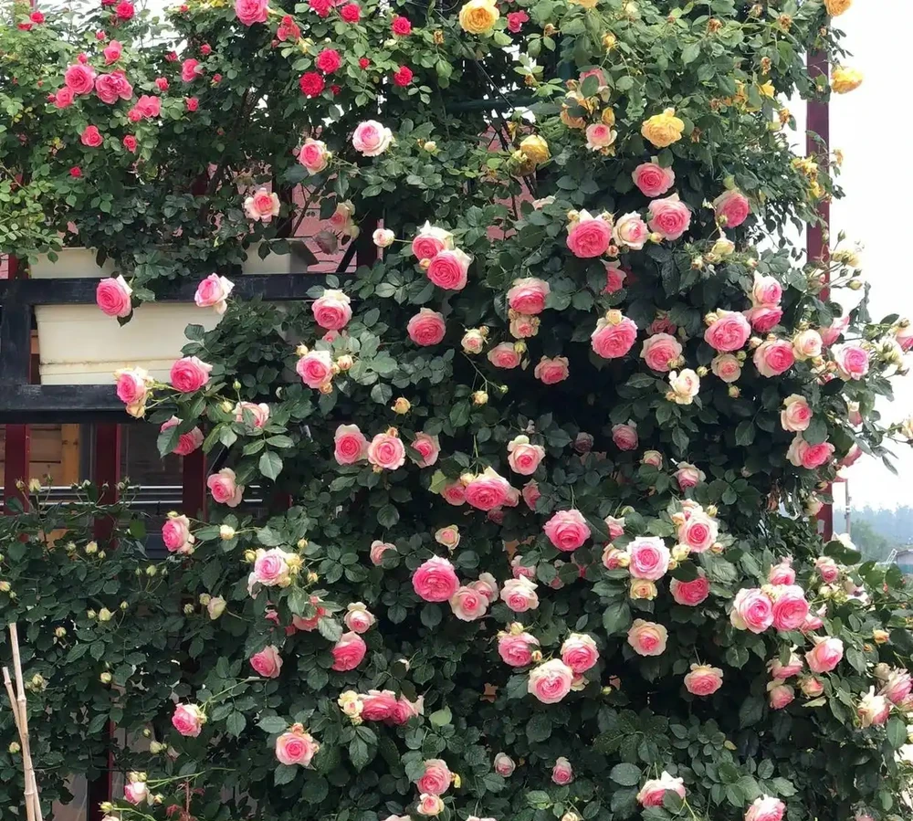 庭院裡養花,就養「8種」,耐寒耐熱,四季繁花似錦,美成一幅畫