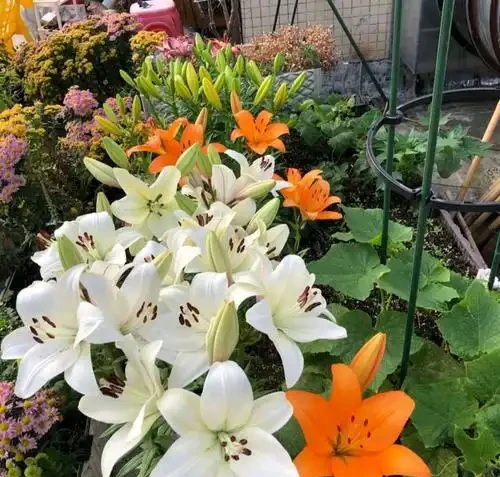 庭院裡養花,就養「8種」,耐寒耐熱,四季繁花似錦,美成一幅畫