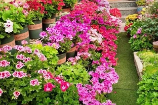 庭院裡養花，就養「8種」，耐寒耐熱，四季繁花似錦，美成一幅畫