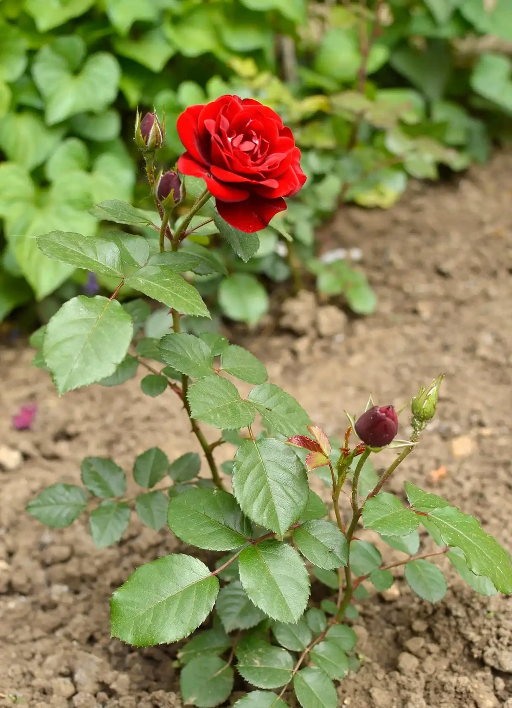 玫瑰花一年開幾次,需要如何種植與養護?