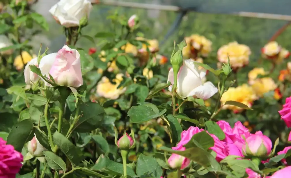 玫瑰花一年開幾次,需要如何種植與養護?
