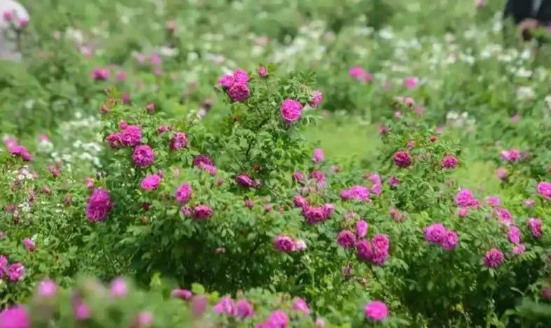 玫瑰花栽培管理的四大誤區,你有沒有中招?