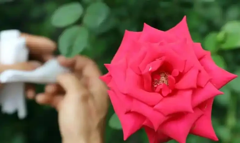 玫瑰花栽培管理的四大誤區,你有沒有中招?
