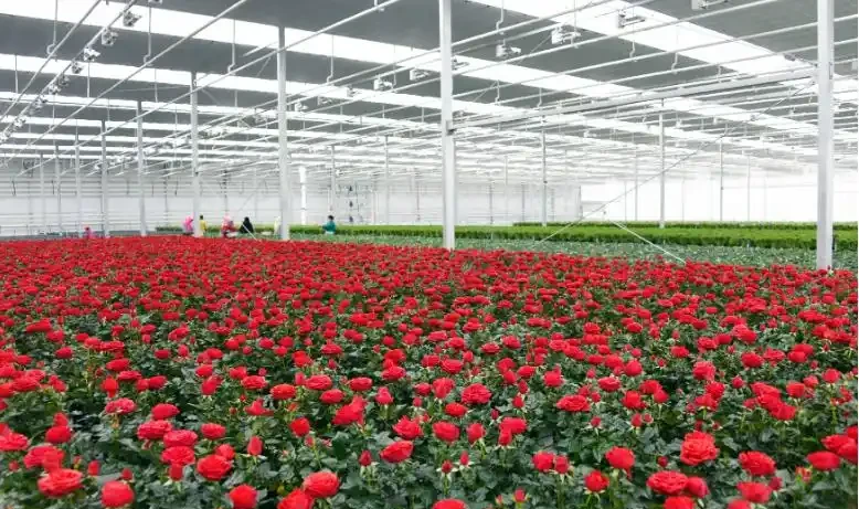 玫瑰花栽培管理的四大誤區,你有沒有中招?