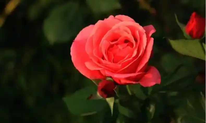 玫瑰花栽培管理的四大誤區,你有沒有中招?