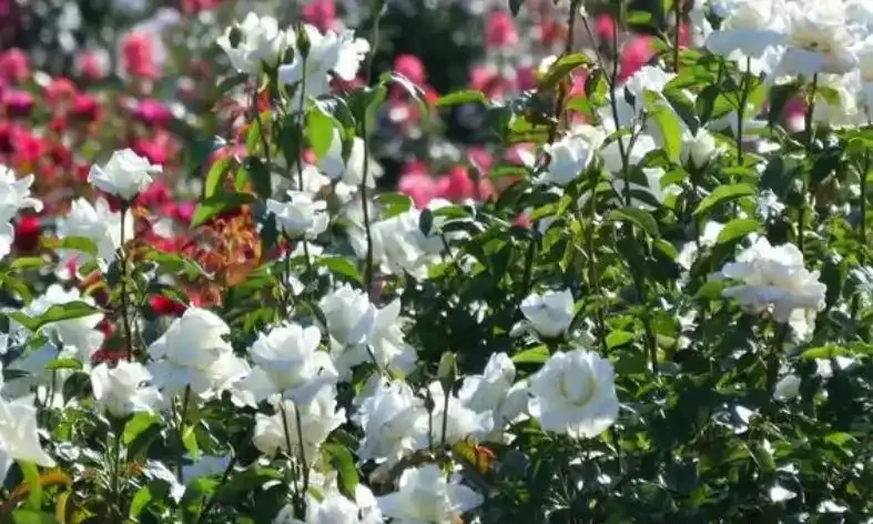 玫瑰花栽培管理的四大誤區,你有沒有中招?
