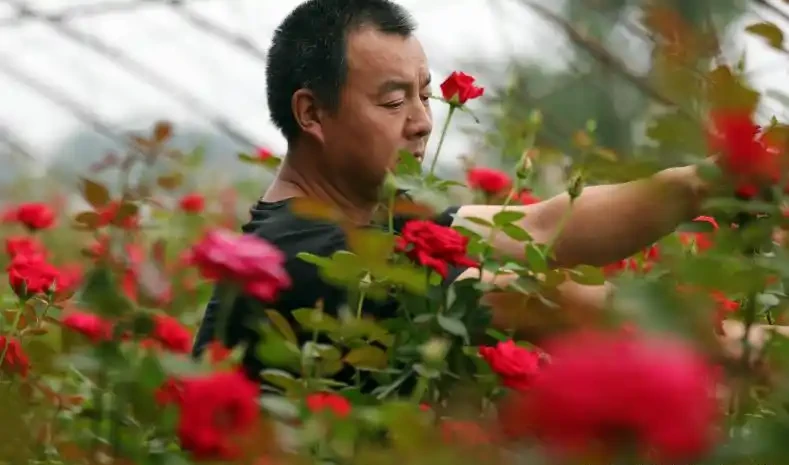 玫瑰花栽培管理的四大誤區,你有沒有中招?