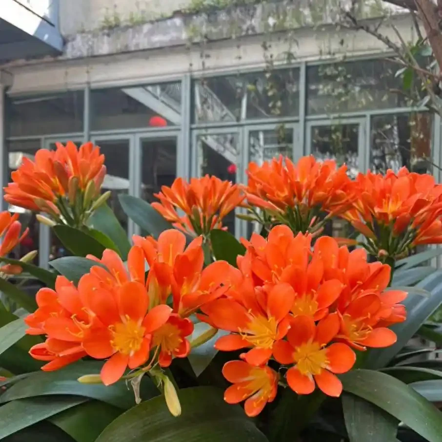 10個「旺財花」,適合客廳養,招財運,旺健康,家家都該養!