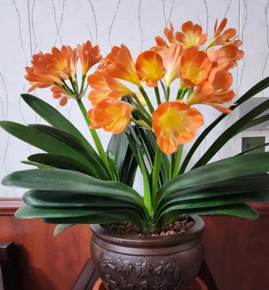 10個「旺財花」,適合客廳養,招財運,旺健康,家家都該養!