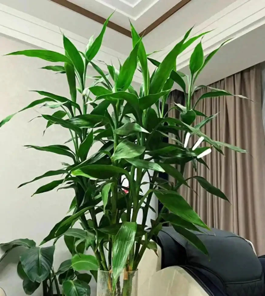10個「旺財花」,適合客廳養,招財運,旺健康,家家都該養!