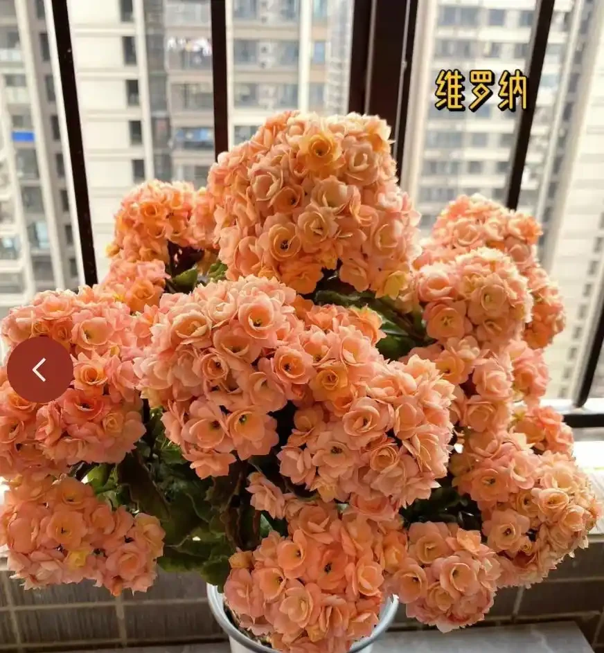 10個「旺財花」,適合客廳養,招財運,旺健康,家家都該養!