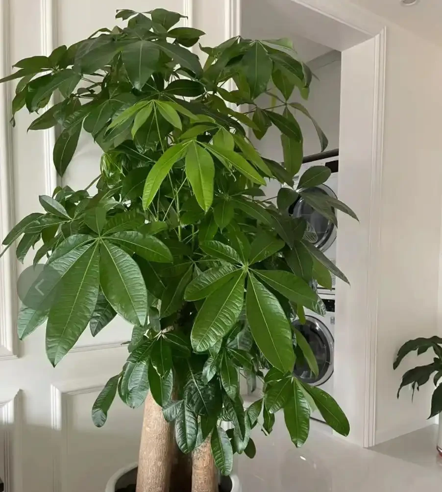 10個「旺財花」,適合客廳養,招財運,旺健康,家家都該養!