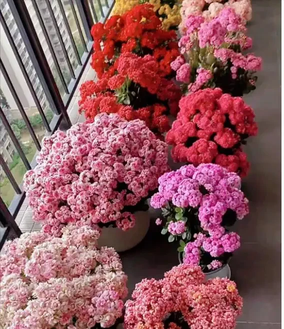 10個「旺財花」,適合客廳養,招財運,旺健康,家家都該養!