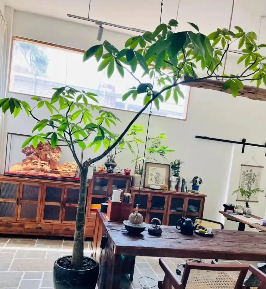 10個「旺財花」,適合客廳養,招財運,旺健康,家家都該養!