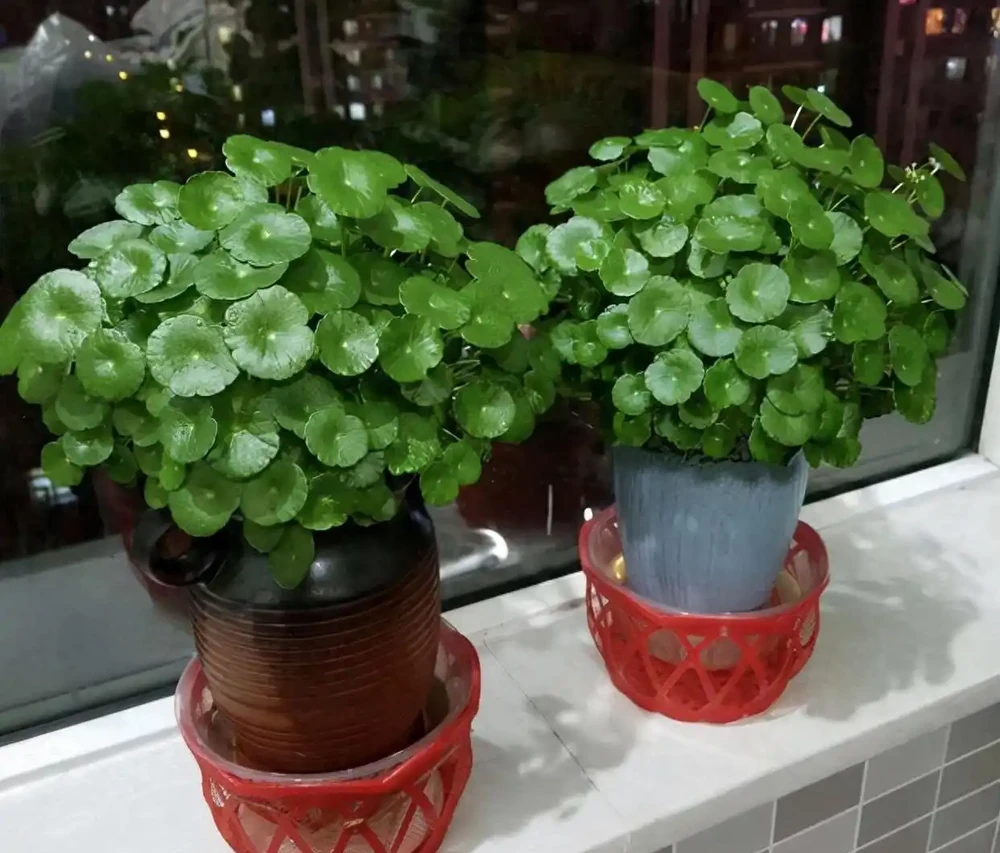 10個「旺財花」,適合客廳養,招財運,旺健康,家家都該養!