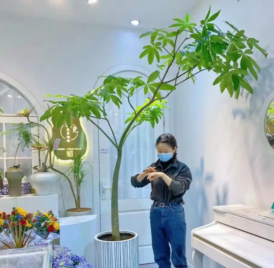 10個「旺財花」,適合客廳養,招財運,旺健康,家家都該養!