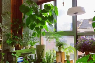 10個「旺財花」，適合客廳養，招財運，旺健康，家家都該養！
